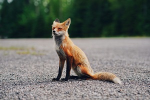 A cute fox