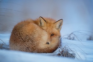 A cute fox