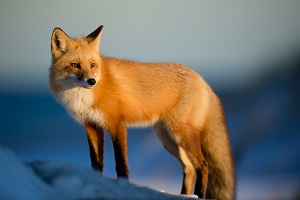 A cute fox
